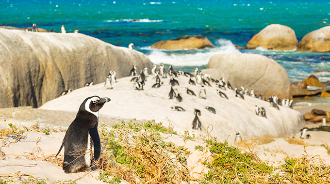Penguins at Boulders Beach on the Cape Peninsula