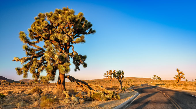 Joshua Tree desert road at sunset 