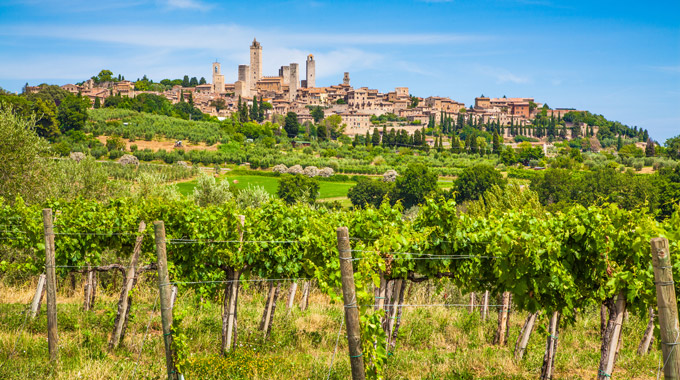 A vineyard in San Gimignano