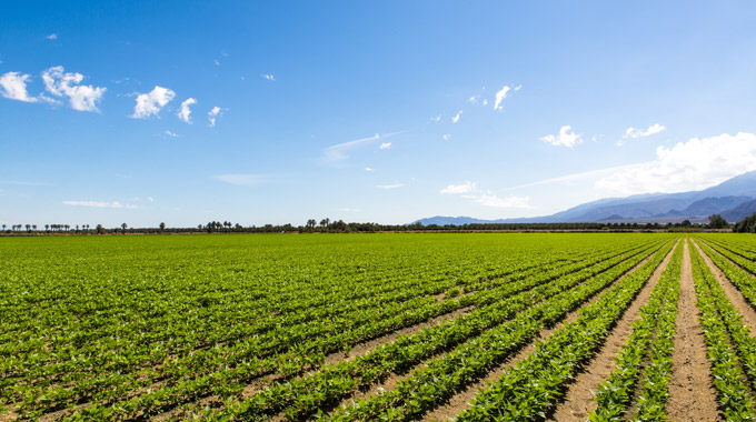 Rows of crops growing in a field