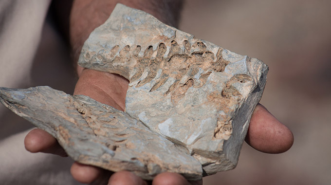 A hand holds a split-open rock with a fossilized animal inside