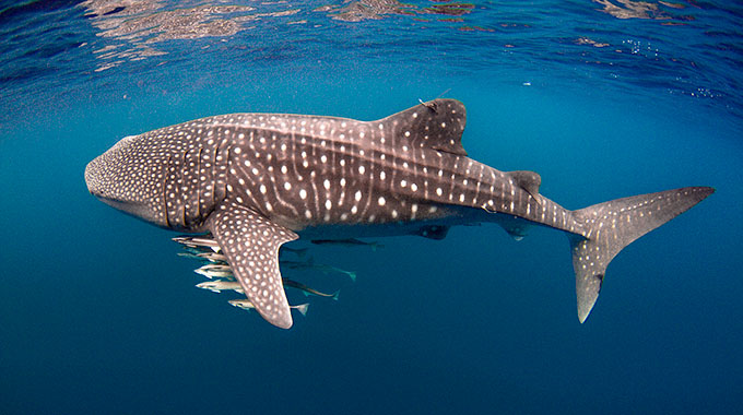 A whale shark swimming with cobia fish