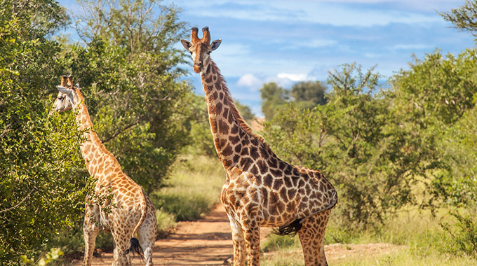 Two giraffes at a game reserve in South Africa