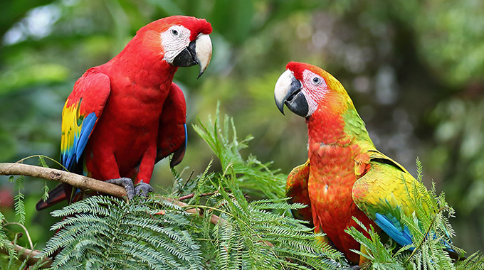 5 wild animals you've got a good chance to see Costa Rica