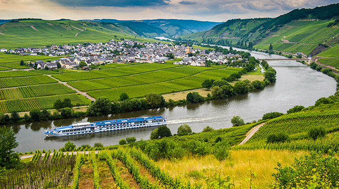 A vineyard along the Moselle in Trittenheim, Germany