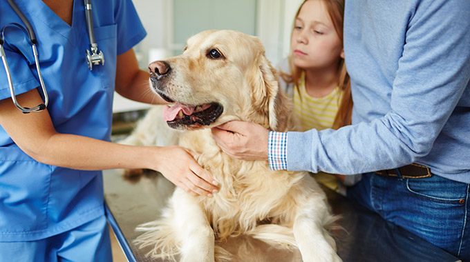 Dog being examined by a vet