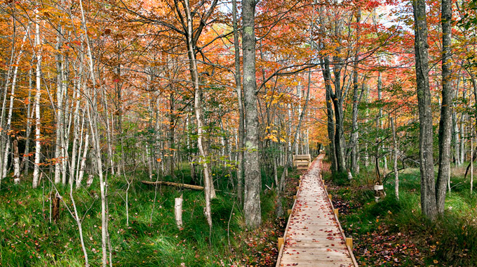 A path through autumn trees at Acadia National Park