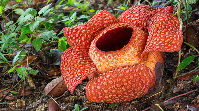 A rafflesia flower in Khao Sok National Park
