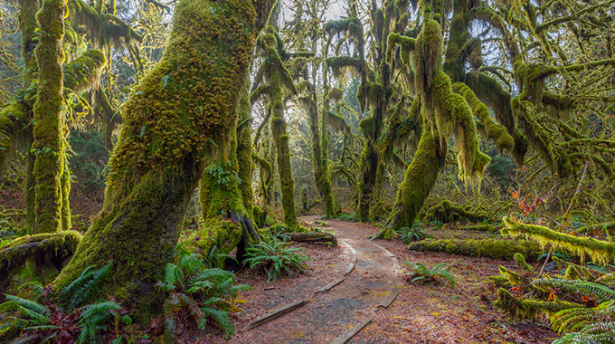 The Hall of Mosses trail in the Hoh Rainforest in Olympic National Park