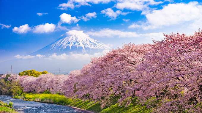 Cherry blossom trees bloom in Japan, with Mount Fuji in the background