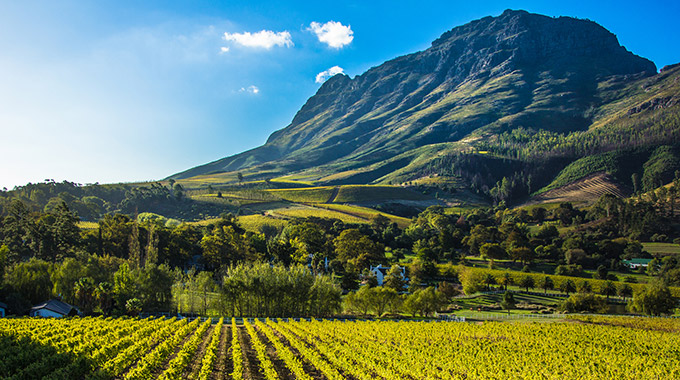 A vineyard in South Africa