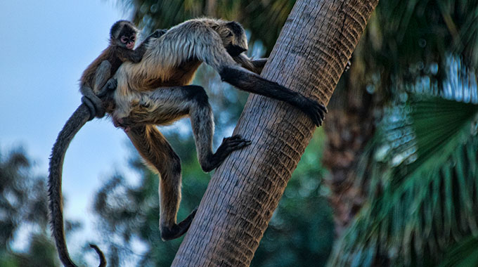 A black-handed spider monkey climbing a tree with a baby on its back