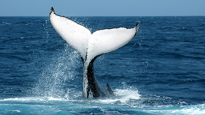 A humpback whale's tail breaking the ocean's surface