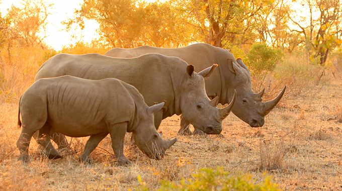 Three rhinos at Kruger National Park in South Africa