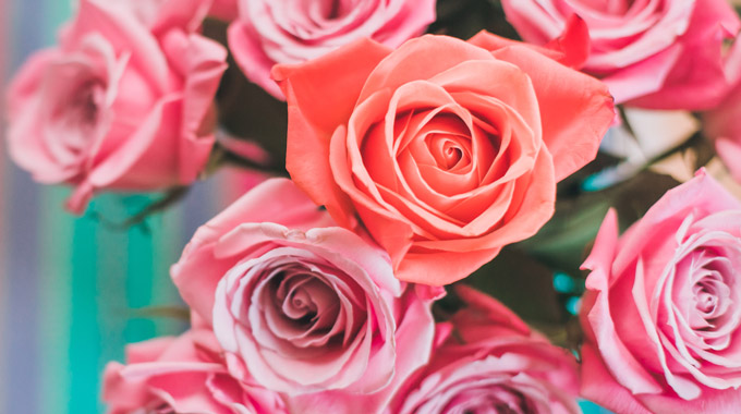 A close-up of pink roses