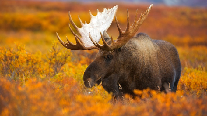 A moose in Denali National Park