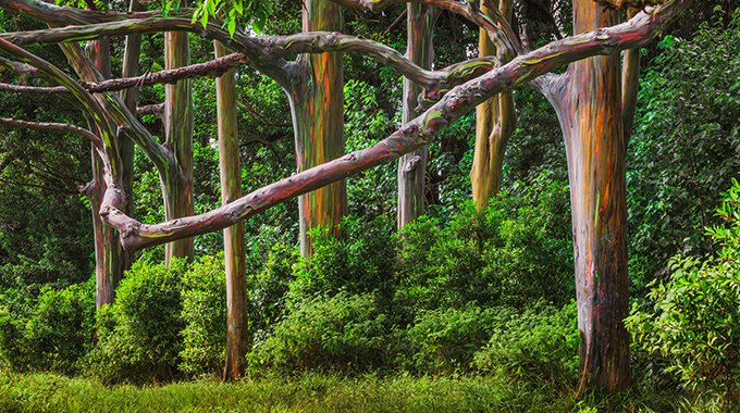 Rainbow eucalyptus trees at the Maui Garden of Eden