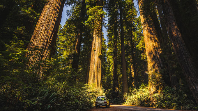 Jedediah Smith Redwoods State Park