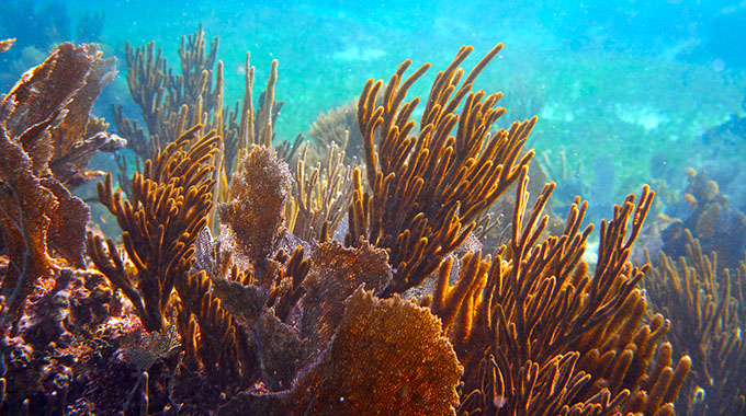 Various corals in the Great Maya Reef