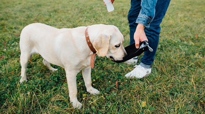 Dog drinking from a portable dog bowl.