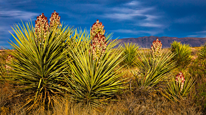 Yucca plants in Dagger Flat