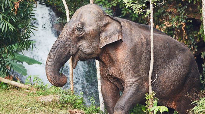An Asian elephant in front of a waterfall