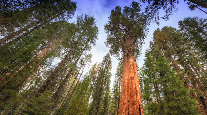 The General Sherman Tree