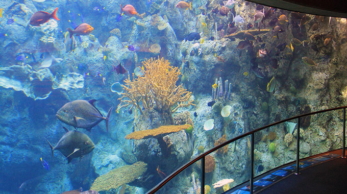 Tropical Reef tank at the Aquarium of the Pacific
