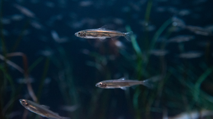 Delta smelt at the Aquarium of the Pacific