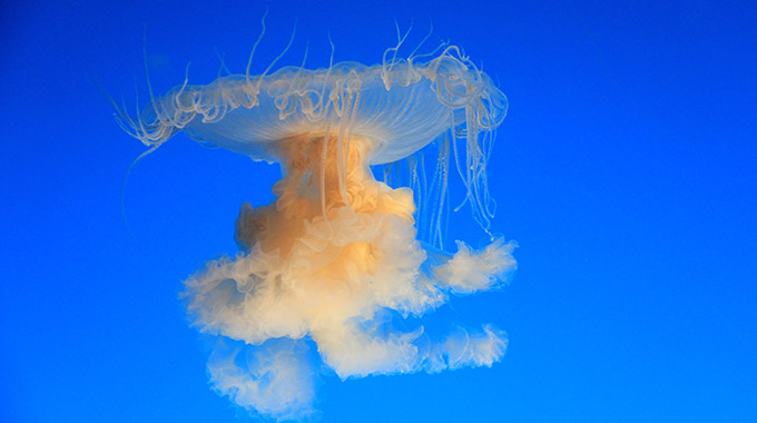 An egg yolk jelly at the Aquarium of the Pacific