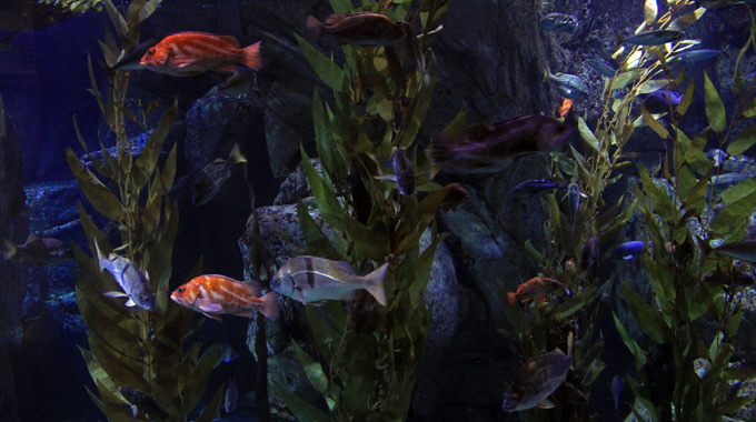 Blue Cavern habitat at the Aquarium of the Pacific