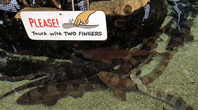 Shark touch pool at the Aquarium of the Pacific