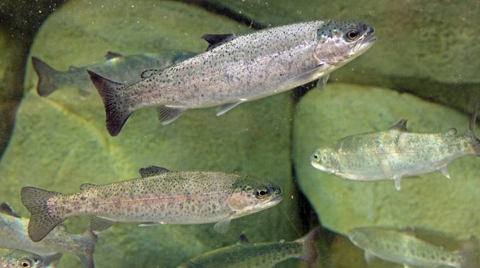 Steelhead fish at the Aquarium of the Pacific