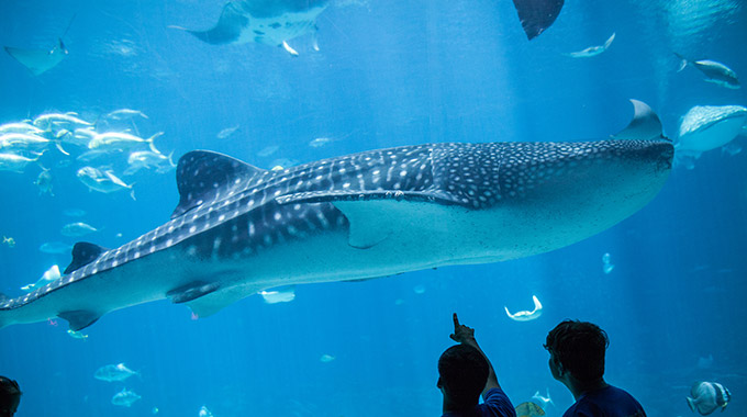 A whale shark at Georgia Aquarium