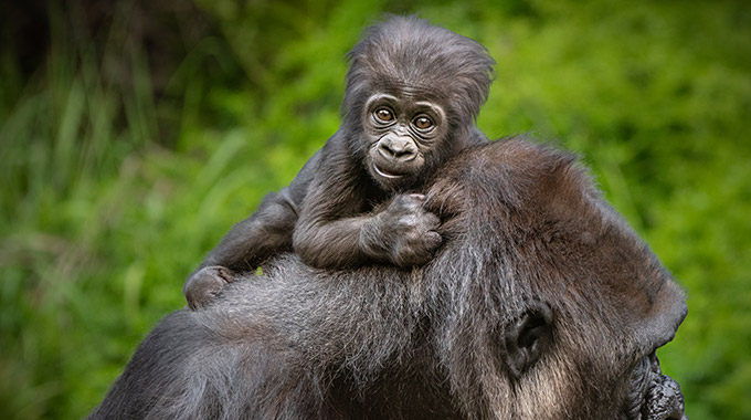 Angela the baby gorilla rides on her mother's back
