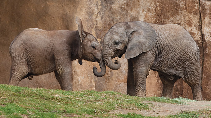 Two elephants at the San Diego Zoo & Safari Park