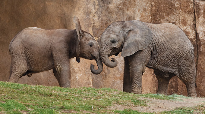 Wild Animal Park elephants