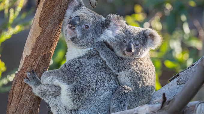 Koalas at the San Diego Zoo