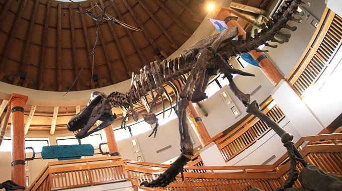 Dinosaur and pterosaur fossils inside the Jurassic Park Discovery Center at Universal Orlando Resort