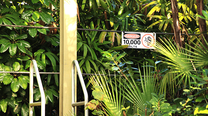 Lush foliage in the landscaping of the Jurassic Park section of Universal Orlando Resort