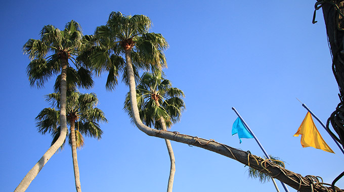 Bent palm trees at Seuss Landing at Universal Orlando Resort