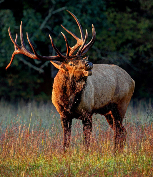 A bull elk at Great Smoky Mountains National Park
