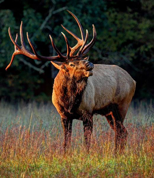A bull elk at Great Smoky Mountains National Park