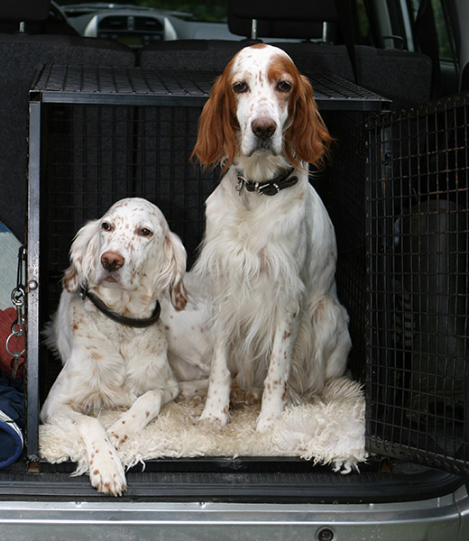 Dogs in a crate on a road trip.