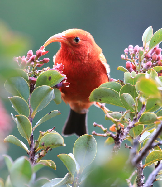 A red ‘i‘iwi