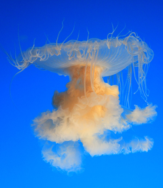 An egg yolk sea jelly