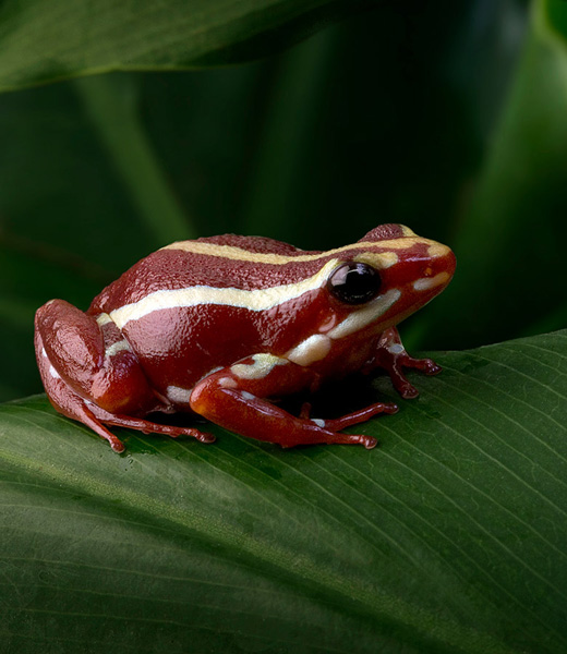 A poison dart frog at the Aquarium of the Pacific