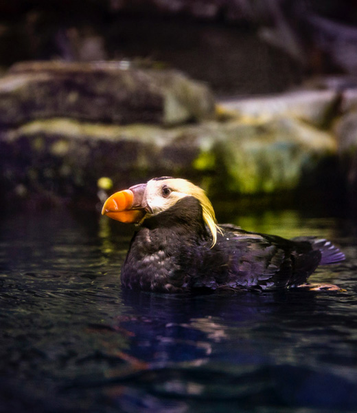 A tufted puffin swimming