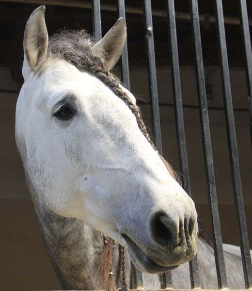 Medieval Times horse relaxes in the stables