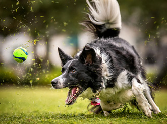 A dog chasing a ball, shot at a high shutter speed
